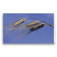 Neutrale Karte Reifes Korn