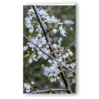 Neutrale Karte Kirschblüte