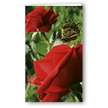 Kondolenzkarte Schmetterling