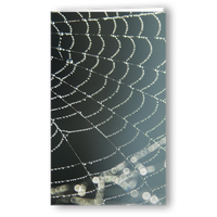 Neutrale Karte Spinnennetz im Morgentau / Ausverkauf