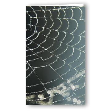 Neutrale Karte Spinnennetz im Morgentau / Ausverkauf