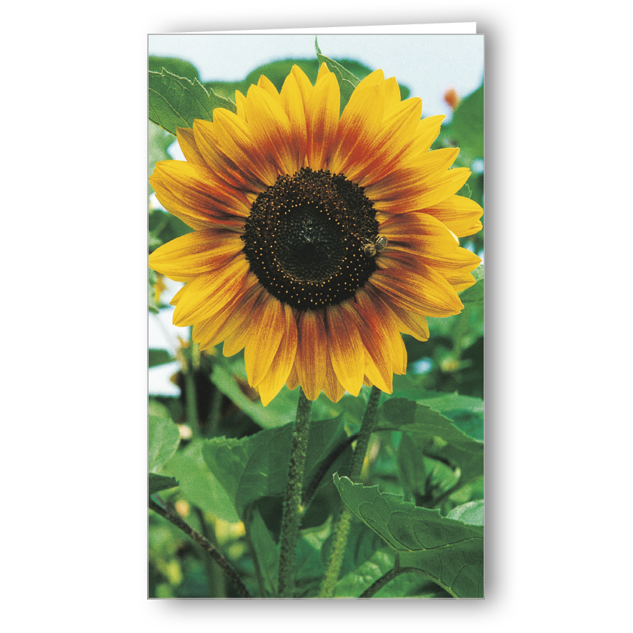 Kondolenzkarte Sonnenblume