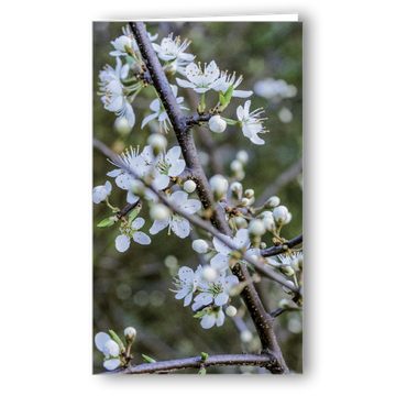 Neutrale Karte Kirschblüte