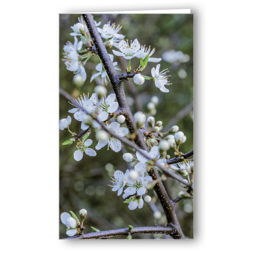 Neutrale Karte Kirschblüte